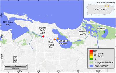 Recent Carbon Storage and Burial Exceed Historic Rates in the San Juan Bay Estuary Peri-Urban Mangrove Forests (Puerto Rico, United States)